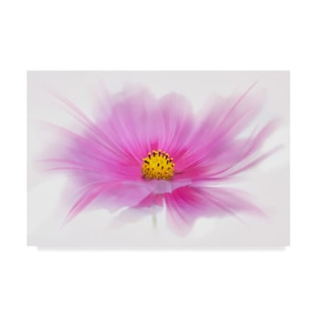 Cora Niele 'Dancing Flower Deep Pink Cosmos' Canvas Art,22x32